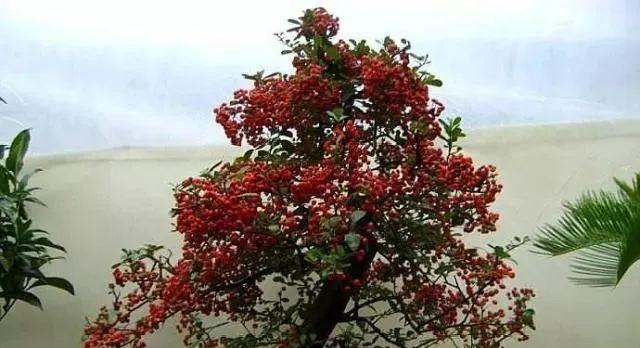 吉祥果的养殖方法与注意事项（打造丰收的吉祥果种植园——）
