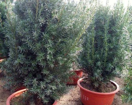 红豆杉——好养活的盆景植物（了解红豆杉的养护技巧，让你的小树成长茁壮）