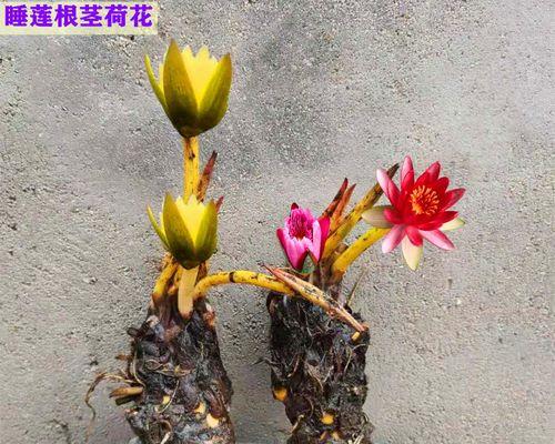 莲花种植全攻略（时间、方法、要点，轻松学会莲花种植！）