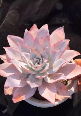 打造多肉广寒宫，选对土配方关键（如何为多肉植物定制土配方，让广寒宫盛放无比）