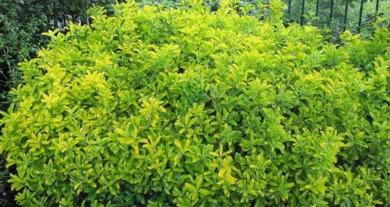 在家门口种植冬青（打造四季美景，让家更温暖）