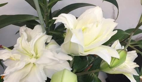 百合开花的美丽与神秘（探秘百合的花期长和开花状态）