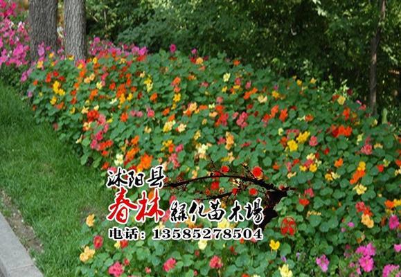 公园绿化花卉品种详解（从色彩、形态到养护，一篇看懂）