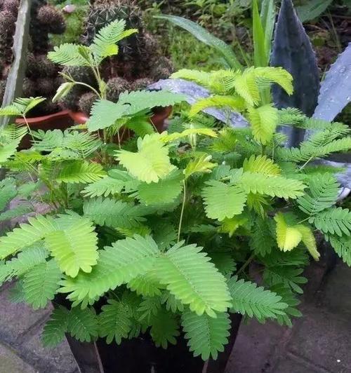 含羞草盆栽技巧（如何选择合适的盆、土、水和光线）