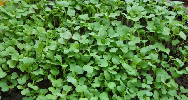鸡毛菜种植指南（什么时候播种最合适）