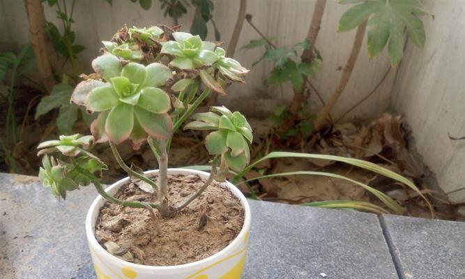 多肉叶子干枯的原因与解决方法（多肉植物养护必读，学会保护叶片）