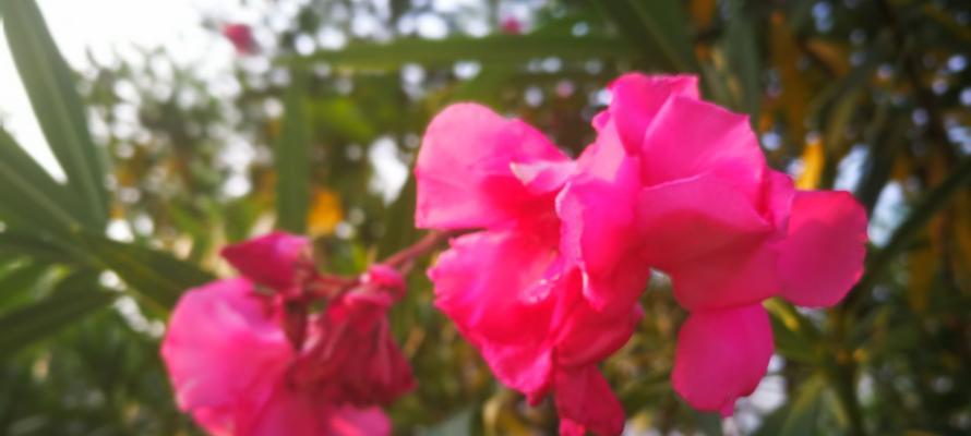 夹竹桃花有毒吗？（接触夹竹桃花会中毒吗？）