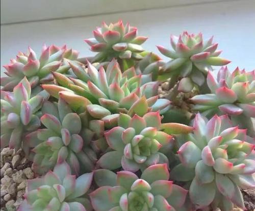 多肉女雏的养殖方法和养护要点（简单易学，让你轻松打造多肉小清新）