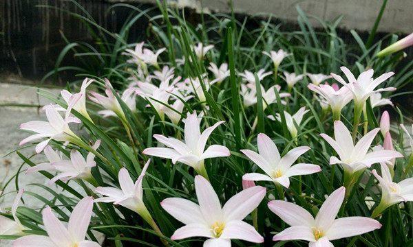 风雨兰种植全攻略（掌握时间和方法，打造美丽花园）