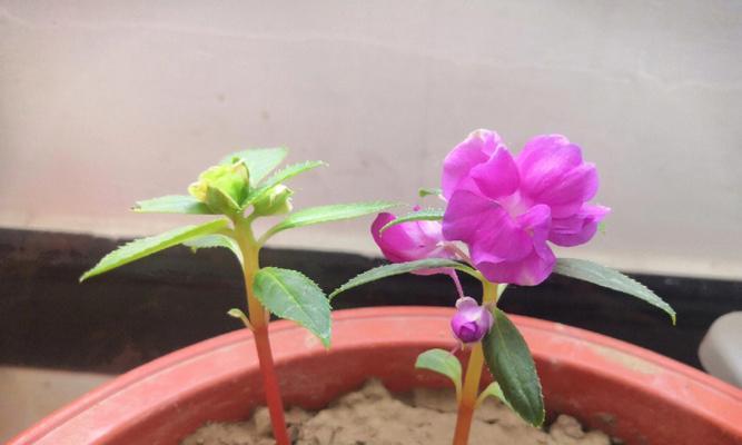 凤仙花的颜色与寓意（探秘凤仙花各种颜色的寓意）