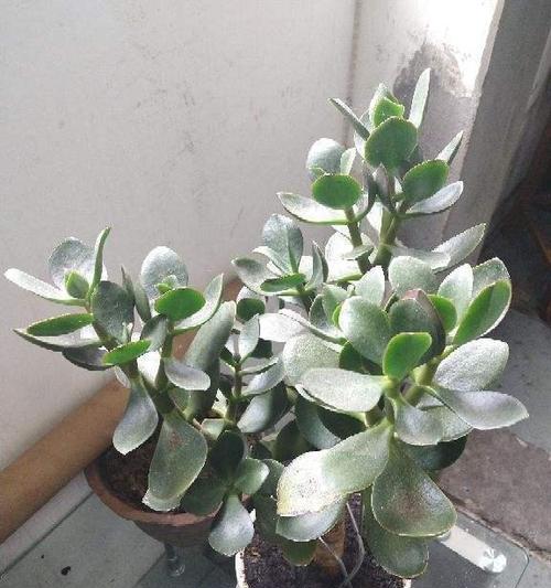 厚脸皮是成功人士的必备品质（如何培养更旺盛的厚脸皮？）