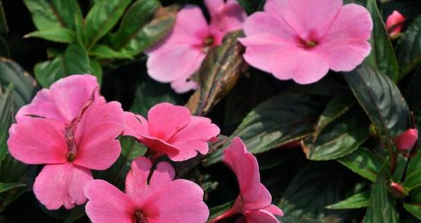 凤仙花开花季节及花期（凤仙花的美丽时刻）