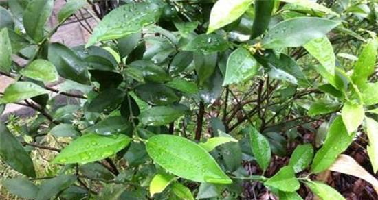 金桔为何冬天掉叶子？（掉叶原因、对植物生长的影响与应对措施）