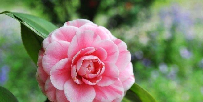 茶花之美——花语与寓意（探究茶花的神秘内涵）