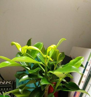 非洲茉莉不开花怎么办？（解决非洲茉莉不开花问题的有效方法）