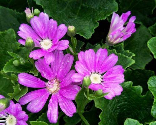 瓜叶菊开花次数的探究（揭开瓜叶菊的神秘面纱——一年内开花次数的奥秘）