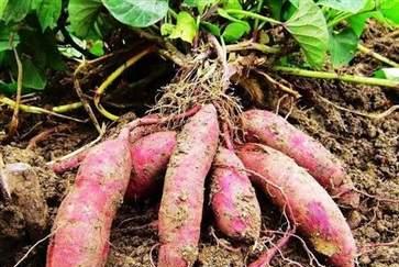 红薯（探究红薯的种植历史、营养成分和经济价值）