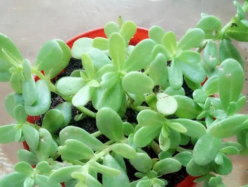 玻璃翠掉叶子怎么办？教你抢救植物健康（萎黄、枯败、长不出新芽？这些方法让玻璃翠重焕生机）