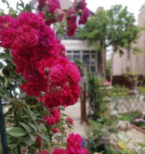 红木香室内种植详解（红木香的品种与养护、繁殖技巧）