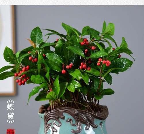 黄金万两怎么养才茂盛（聚焦黄金万两，让你成为黄金种植专家）