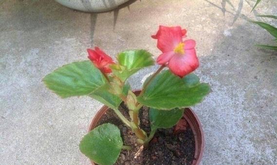 如何让海棠扦插生根更快？（掌握这5个技巧，让你的海棠繁殖更加成功！）
