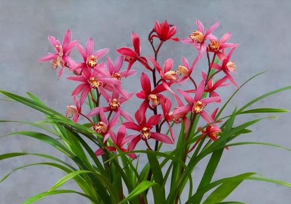 种梅花，让家里多一份美丽（家里能种梅花吗？如何种植？梅花的养护与繁殖）