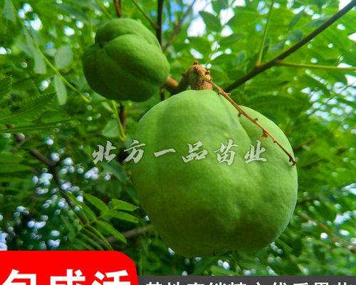 木瓜冬天会冻死吗？（了解木瓜的耐寒性能，保护好你的木瓜）