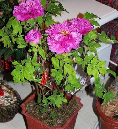 盆栽牡丹花的方法及注意事项（让你的家也能盛开花海，轻松种植牡丹花）