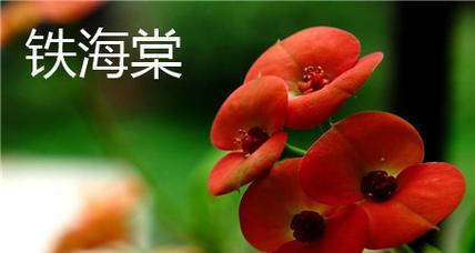 铁海棠花的剪枝与修剪（剪枝时间、方法及注意事项）