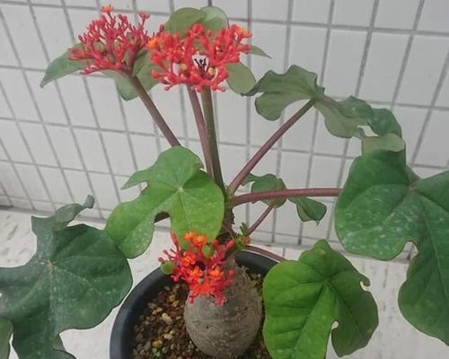 佛手掌叶子发蔫的原因及补救方法（为您解决佛手掌叶子发蔫的烦恼，轻松搞定植物养护！）