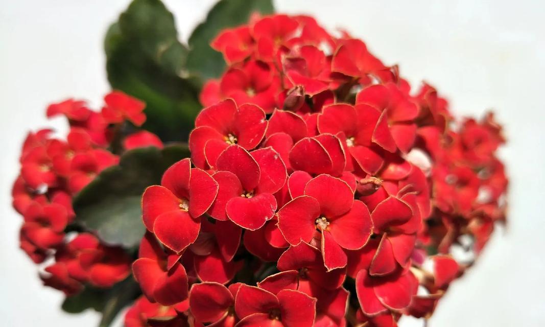 球根海棠——寒冬中的明媚花开（探秘球根海棠的耐寒能力及栽培方法）