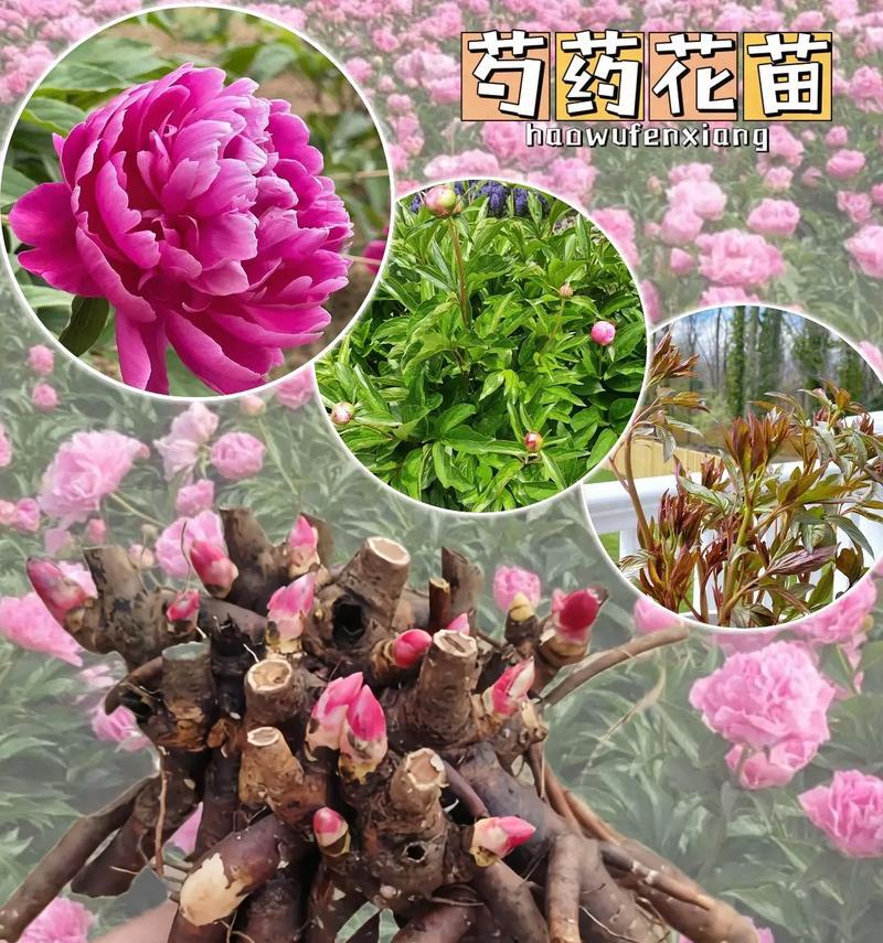 芍药——喜水的观赏植物（探究芍药的特点及养护技巧）