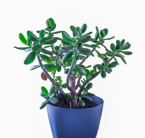 玉树盆栽的选择与种植技巧（如何选择适合玉树的盆栽以及种植技巧？）