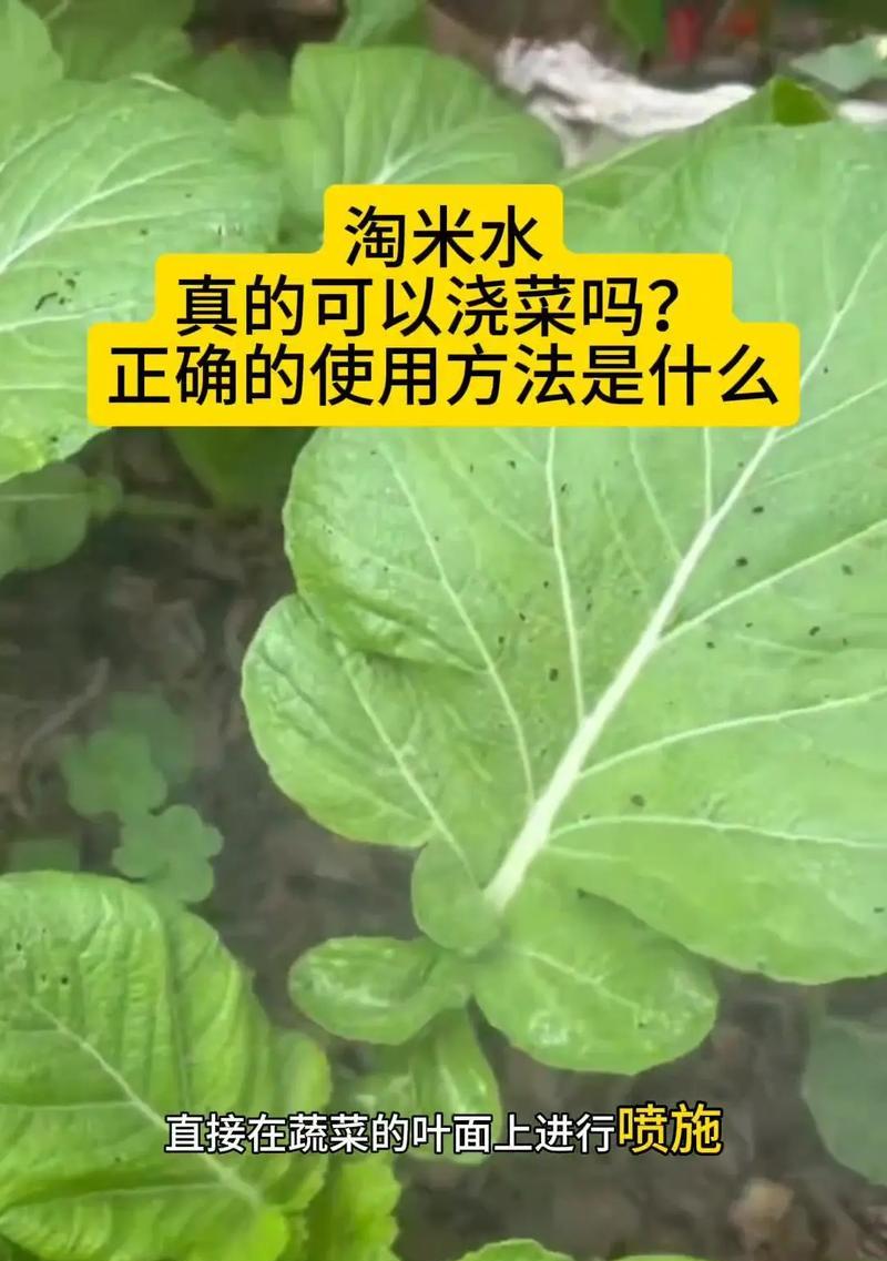 飘香藤可以浇淘米水吗？（揭开飘香藤的神秘面纱，探讨浇淘米水的可行性）