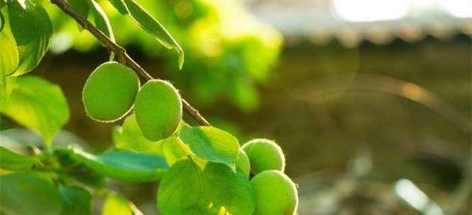揭秘大豆的裸子植物身份（大豆究竟是裸子植物还是被子植物？裸子植物）