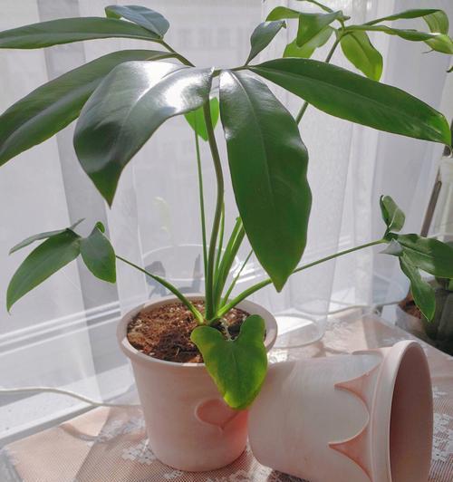 浅口盆适合种植什么植物？——探寻浅口盆的适用植物与种植技巧