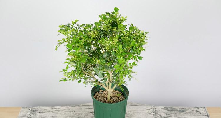 米兰花的繁殖方法——插枝法（学会这招，让你的米兰花越长越壮）