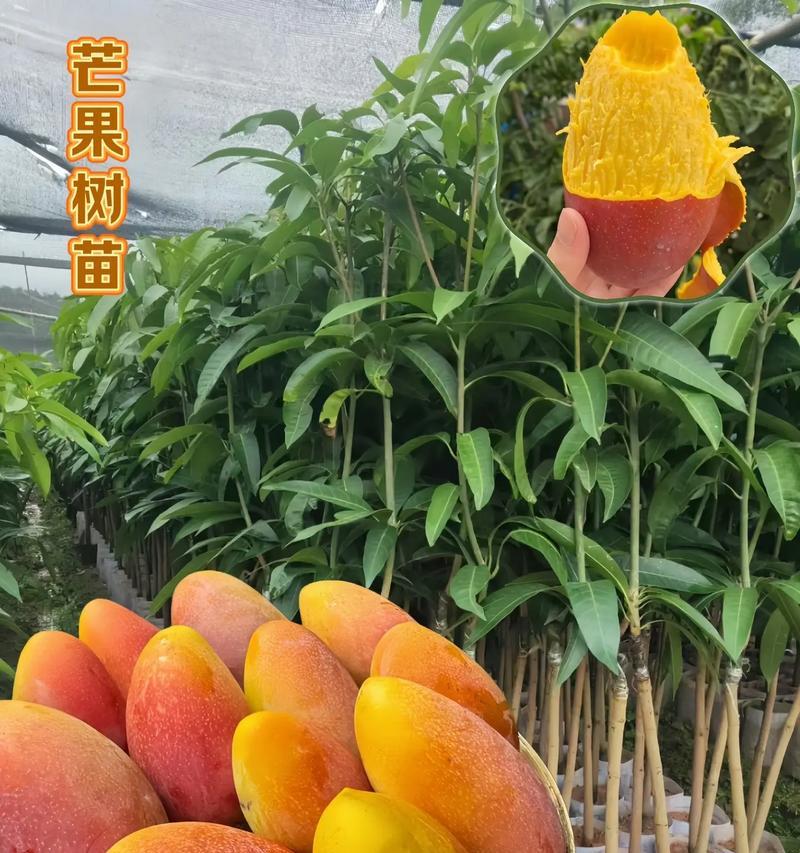 芒果种植指南——选择适宜的地点（如何在不同地区种植芒果？适宜种植芒果的地点有哪些？）