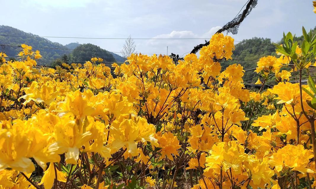 揭秘杜鹃花香味的危害性（了解杜鹃花香味的毒性及防范方法）