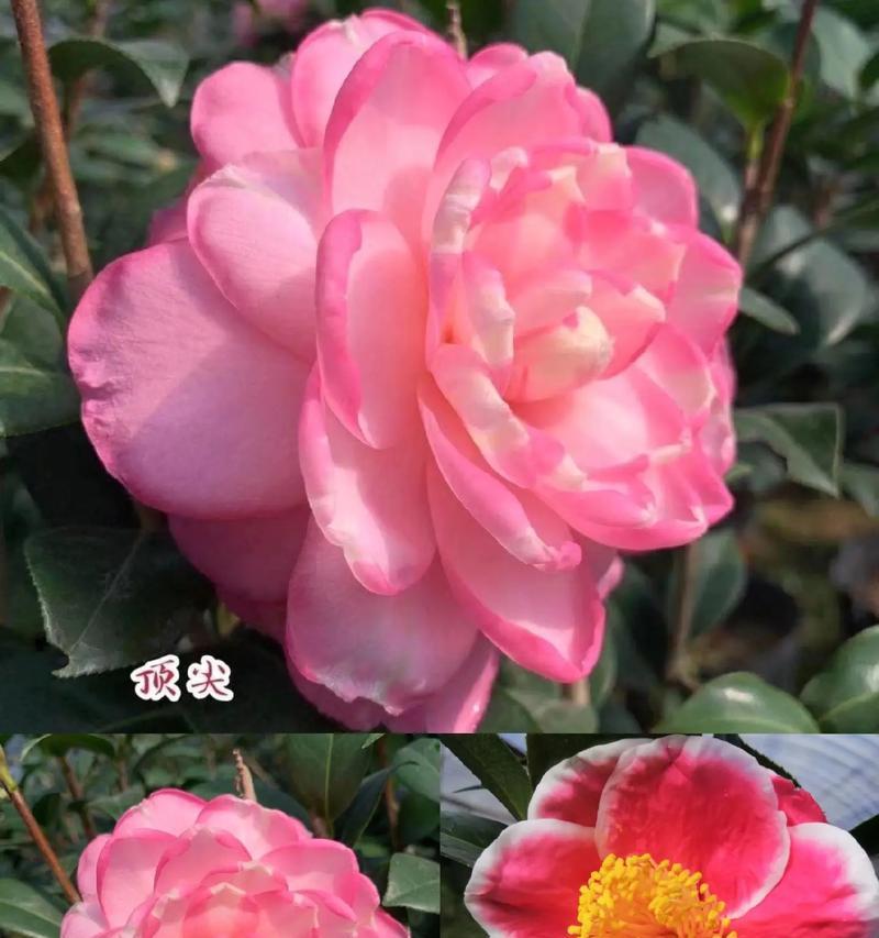 茶花剪枝的时间和步骤图解（掌握这些技巧，让你的茶花更美丽）
