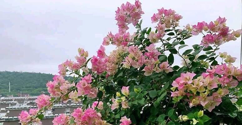 如何选择合适的花盆让三角梅更好看（让三角梅成为你家的绝美装饰）