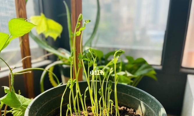 豌豆生芽的营养与食用方法（生芽豌豆的好处与食用技巧）