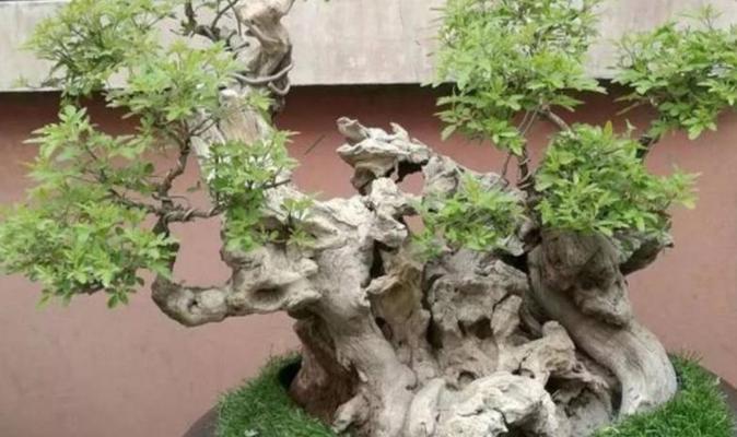 黄荆树（探索黄荆树的生长潜力及种植技巧）