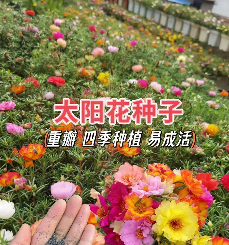 太阳花种植的最佳时机（从播种到收获的全过程）