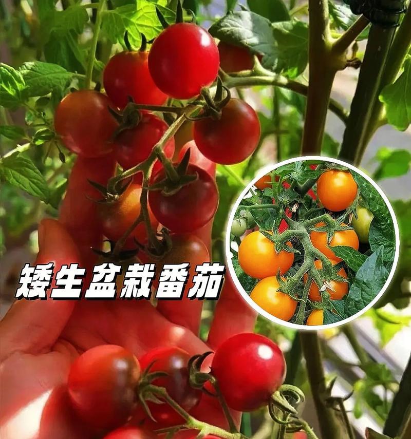 西红柿（探究西红柿种子存在的意义和作用）