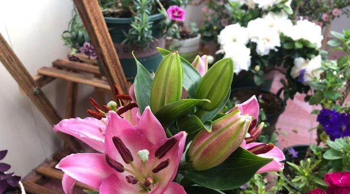 阳台百合花种植攻略（打造美丽的阳台花园，百合花是首选）