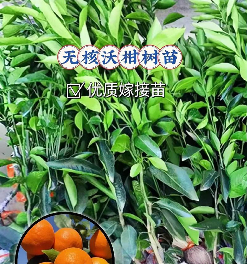 无核沃柑，高产量的果实（亩产量多达XX公斤，让果农的收益翻倍！）