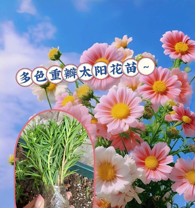 太阳花的浇水频率（掌握正确的浇水方法，让太阳花生长茁壮）