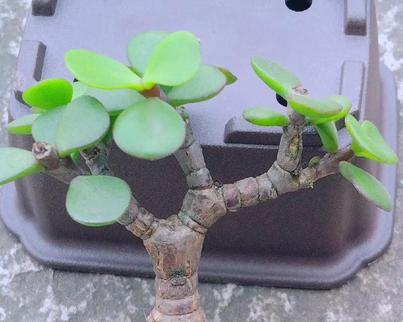 大盆还是小盆？探究种植金枝玉叶的最佳选择