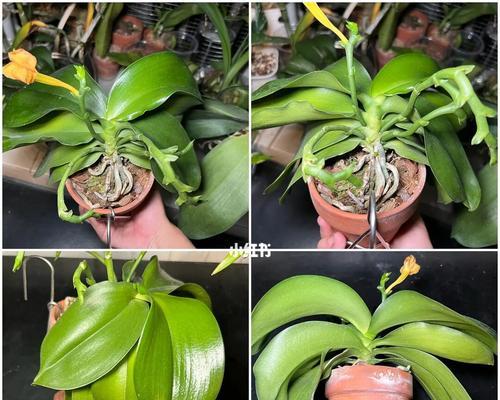 尿液可用于浇菜的真相（探究尿液对植物生长的影响和使用方法）